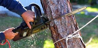 How Our Tree Care Process Works  in  Grand Junction, CO